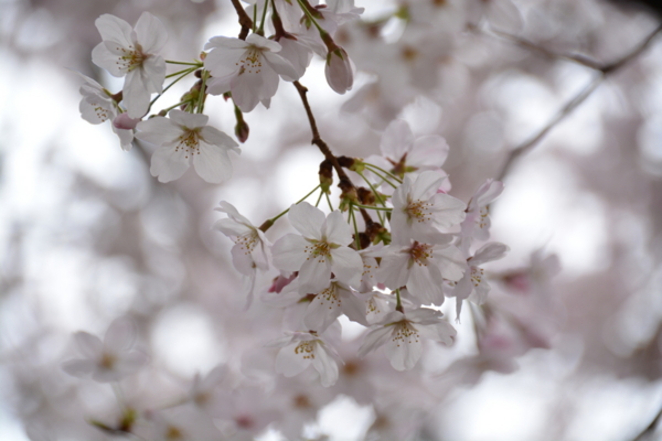 f:id:gzutetsu:20160402120334j:image f:id:gzutetsu:20160402120334j:image
