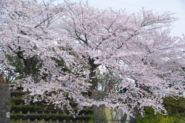 f:id:gzutetsu:20160402130436j:image f:id:gzutetsu:20160402130436j:image