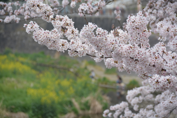 f:id:gzutetsu:20160402132353j:image f:id:gzutetsu:20160402132353j:image