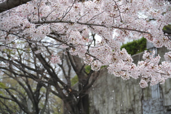 f:id:gzutetsu:20160402132534j:image f:id:gzutetsu:20160402132534j:image
