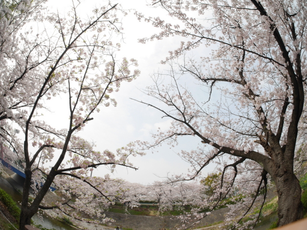 f:id:gzutetsu:20160402132744j:image f:id:gzutetsu:20160402132744j:image