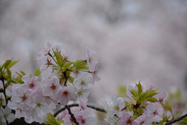f:id:gzutetsu:20160402133011j:image f:id:gzutetsu:20160402133011j:image