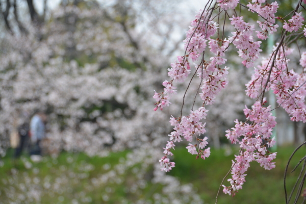 f:id:gzutetsu:20160402133609j:image f:id:gzutetsu:20160402133609j:image