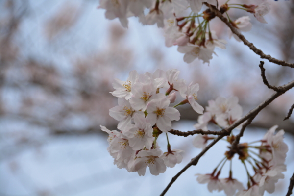 f:id:gzutetsu:20160402133658j:image f:id:gzutetsu:20160402133658j:image