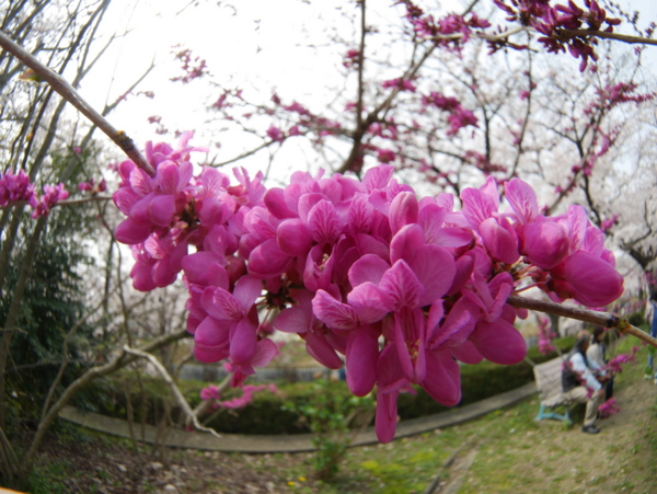 f:id:gzutetsu:20160402135340j:image f:id:gzutetsu:20160402135340j:image