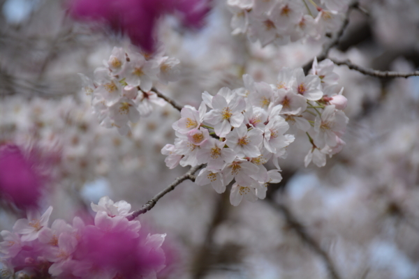 f:id:gzutetsu:20160402140012j:image f:id:gzutetsu:20160402140012j:image