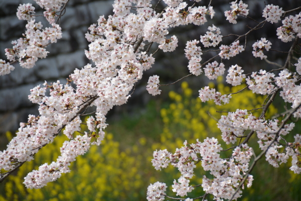 f:id:gzutetsu:20160402140226j:image f:id:gzutetsu:20160402140226j:image