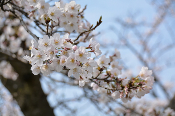f:id:gzutetsu:20160402140556j:image f:id:gzutetsu:20160402140556j:image