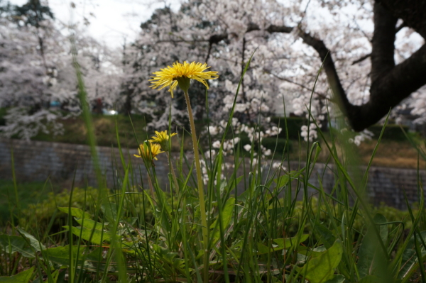 f:id:gzutetsu:20160402141124j:image f:id:gzutetsu:20160402141124j:image