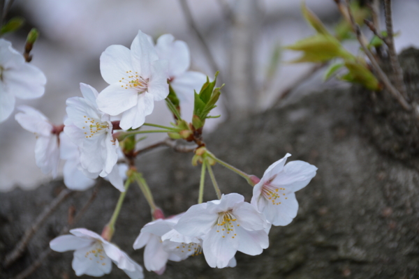 f:id:gzutetsu:20160402144726j:image f:id:gzutetsu:20160402144726j:image