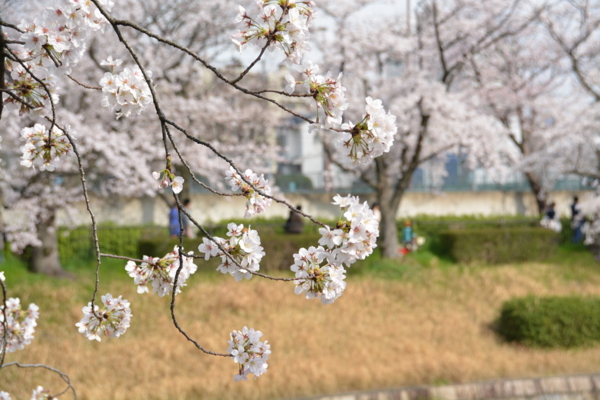 f:id:gzutetsu:20160402145134j:image f:id:gzutetsu:20160402145134j:image