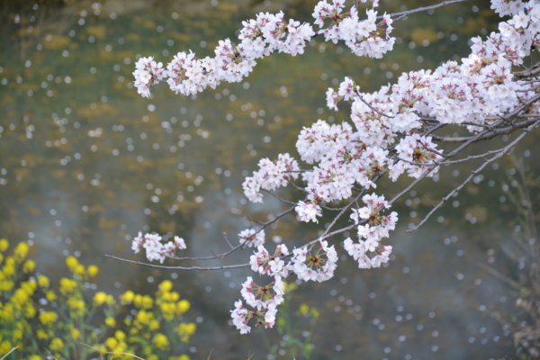 f:id:gzutetsu:20160402145921j:image f:id:gzutetsu:20160402145921j:image