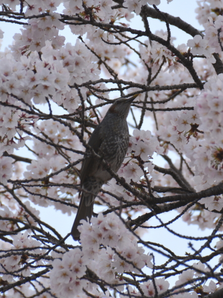 f:id:gzutetsu:20160402150105j:image f:id:gzutetsu:20160402150105j:image