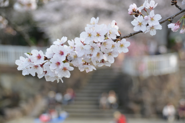 f:id:gzutetsu:20160402150731j:image f:id:gzutetsu:20160402150731j:image