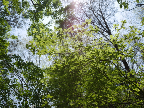 f:id:gzutetsu:20160501115512j:image f:id:gzutetsu:20160501115512j:image