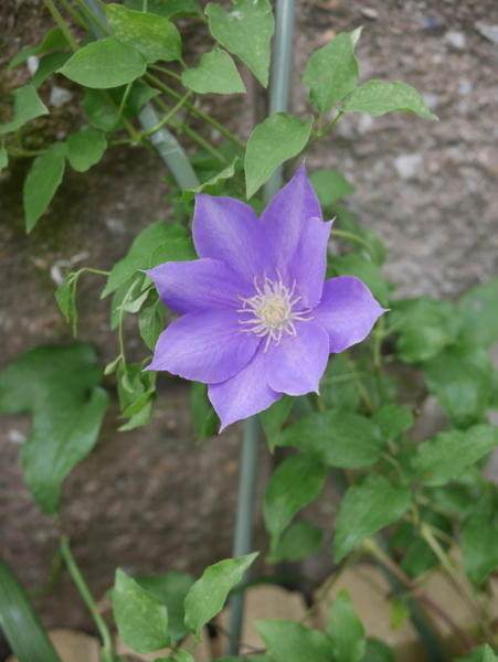 f:id:gzutetsu:20160503134820j:image