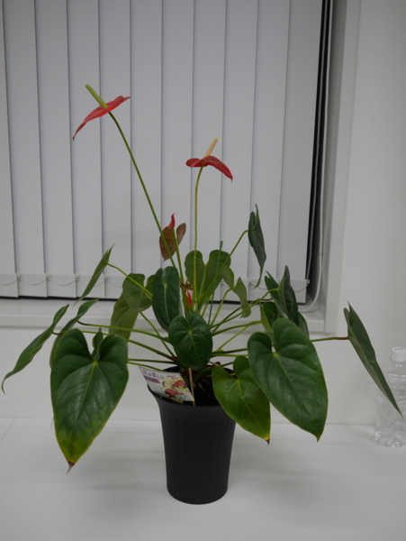 f:id:gzutetsu:20160603194405j:image