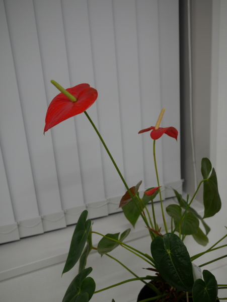 f:id:gzutetsu:20160603194413j:image