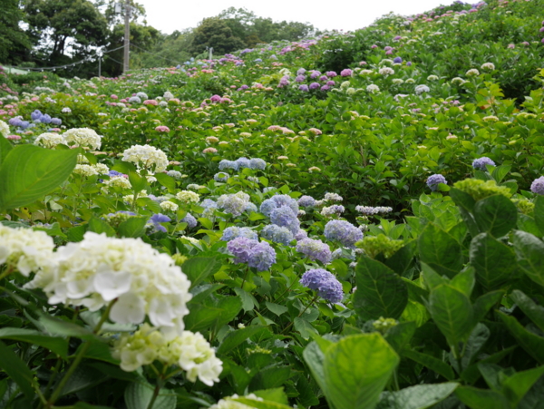 f:id:gzutetsu:20160604124122j:image