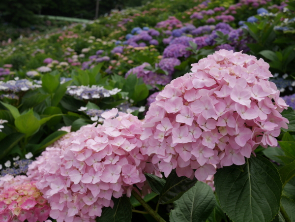 f:id:gzutetsu:20160604124514j:image