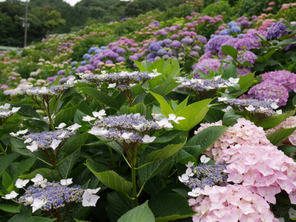 f:id:gzutetsu:20160604124532j:image