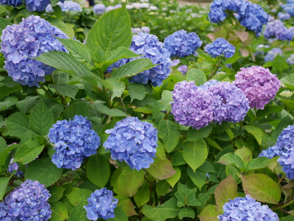 f:id:gzutetsu:20160604132140j:image