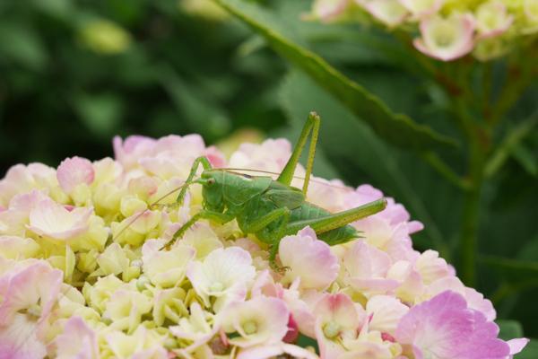 f:id:gzutetsu:20160604132330j:image