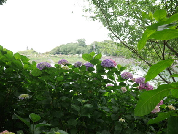 f:id:gzutetsu:20160604135131j:image