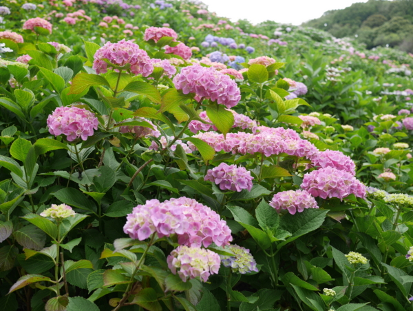 f:id:gzutetsu:20160604140749j:image