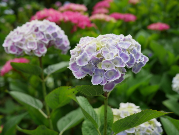 f:id:gzutetsu:20160604140951j:image