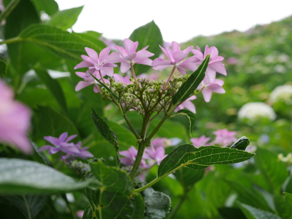 f:id:gzutetsu:20160604141334j:image