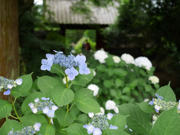 f:id:gzutetsu:20160604144852j:image