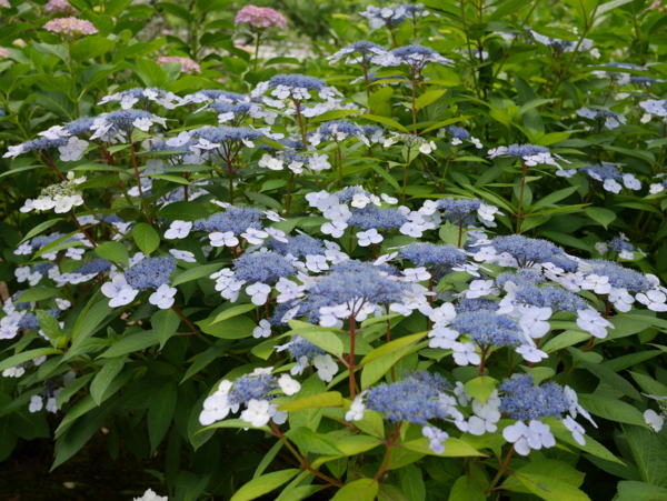 f:id:gzutetsu:20160604145217j:image