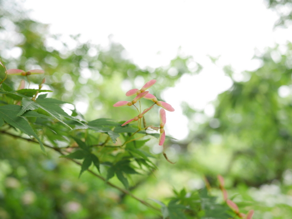 f:id:gzutetsu:20160604150217j:image