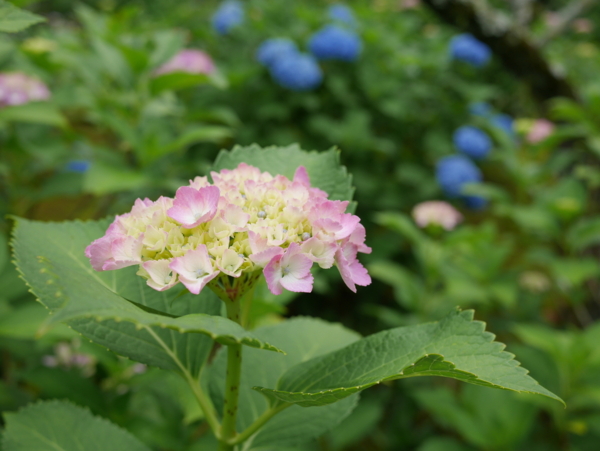 f:id:gzutetsu:20160604150727j:image