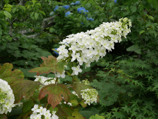 f:id:gzutetsu:20160604150751j:image