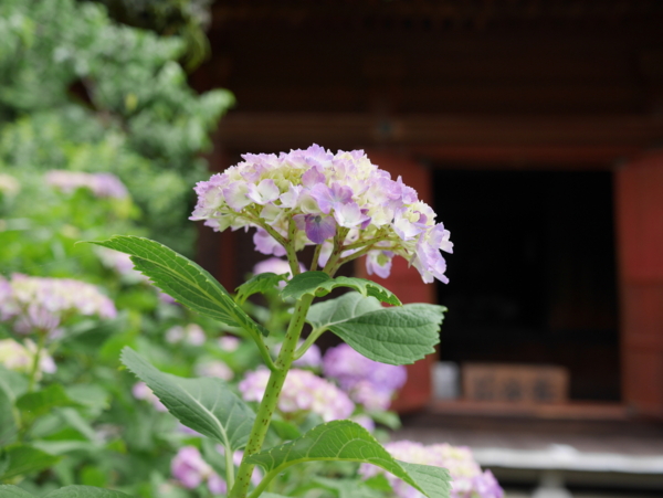 f:id:gzutetsu:20160604151015j:image