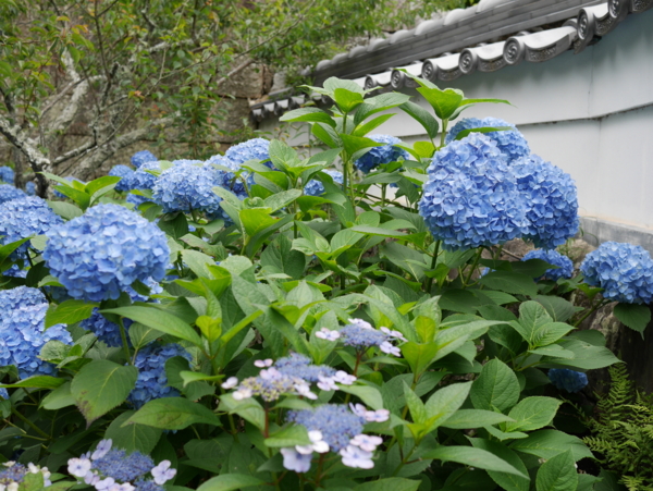 f:id:gzutetsu:20160604151105j:image