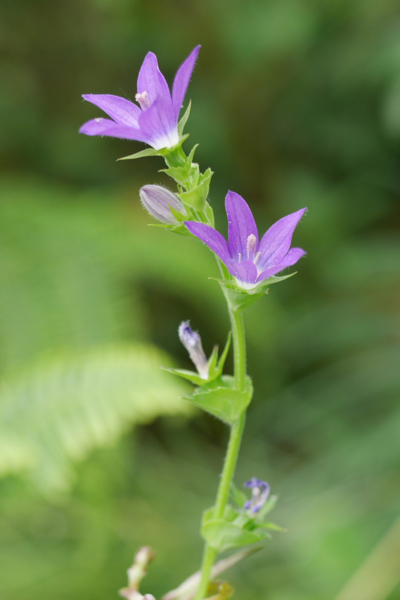 f:id:gzutetsu:20160604151930j:image