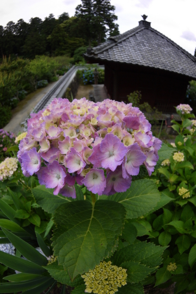 f:id:gzutetsu:20160604152036j:image