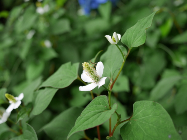 f:id:gzutetsu:20160604152448j:image