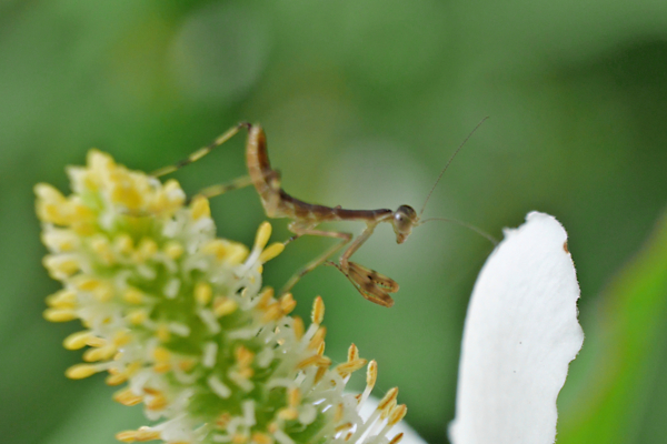 f:id:gzutetsu:20160604152814j:image