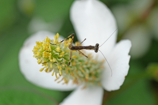 f:id:gzutetsu:20160604152955j:image