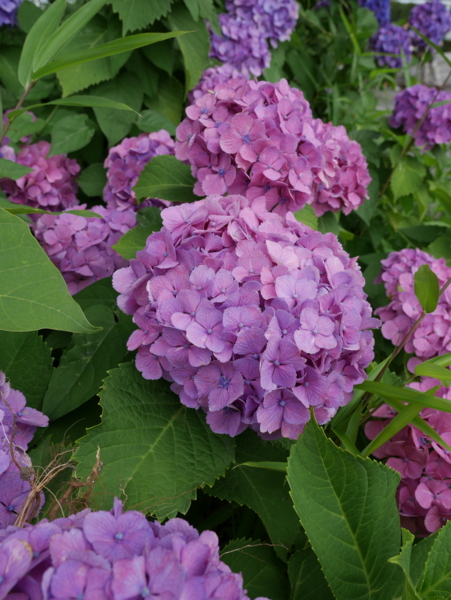 f:id:gzutetsu:20160612112928j:image f:id:gzutetsu:20160612112928j:image