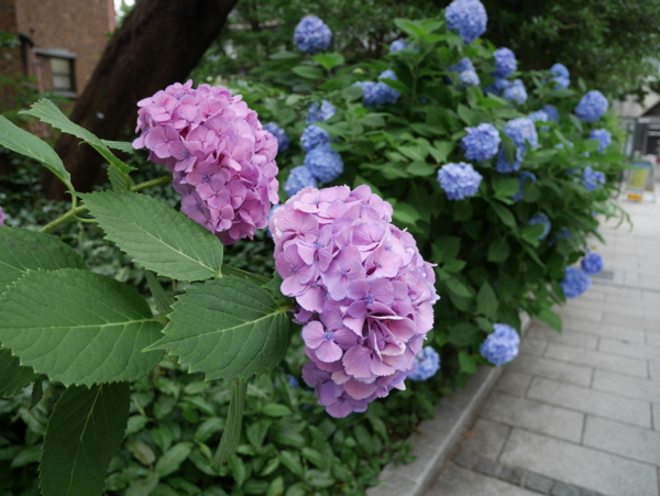 f:id:gzutetsu:20160615121110j:image