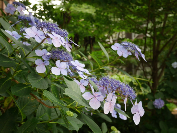 f:id:gzutetsu:20160615121146j:image