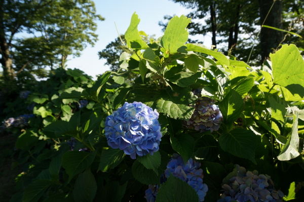 f:id:gzutetsu:20160807163609j:image f:id:gzutetsu:20160807163609j:image