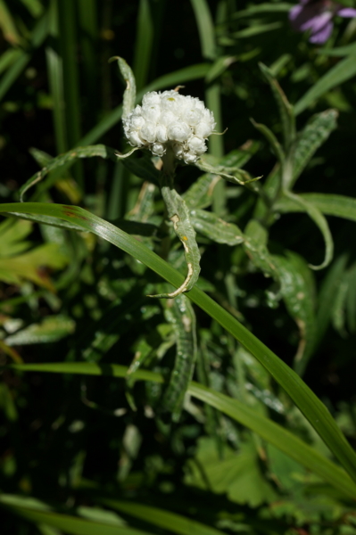 f:id:gzutetsu:20160808102444j:image