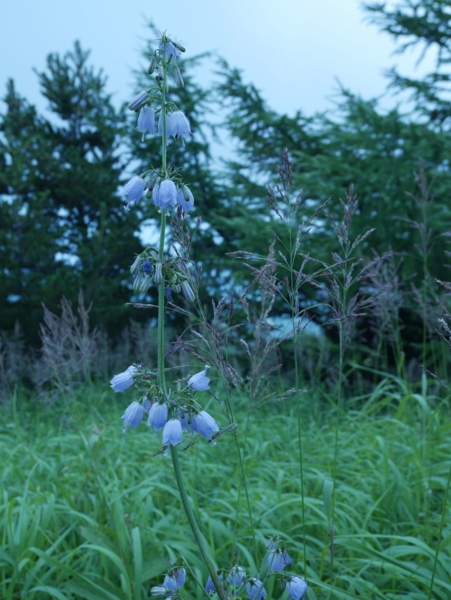 f:id:gzutetsu:20160808114536j:image