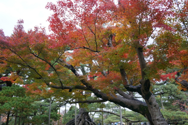 f:id:gzutetsu:20161109140245j:image